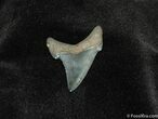 Nicely Serrated Angustiden Shark Tooth Fossil #194-1